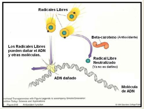 radicals lliures netralitzats