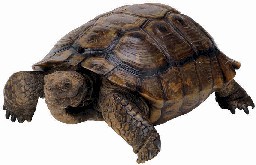 tortuga_terrestre