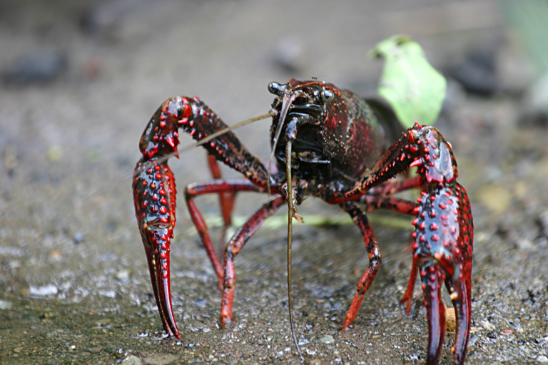 CRANC AMERACA