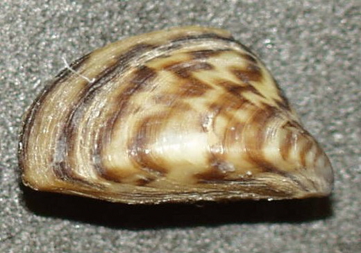 MUSCLO ZEBRAT