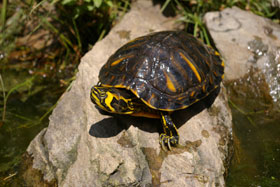 TORTUGA DE FLORIDA