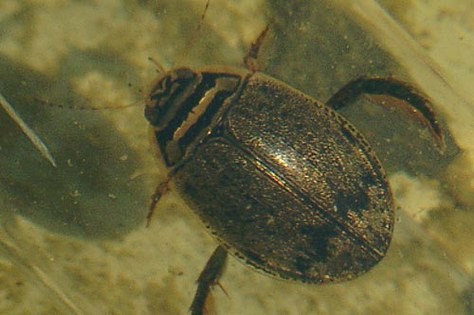 escarbat d'aigua
