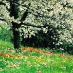 400_1207718570_primavera
