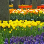 primavera