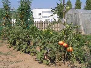 TOMAQUERES I ALBERGINIERES