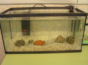 L'AQUARI SENSE PEIXOS NI PLANTES