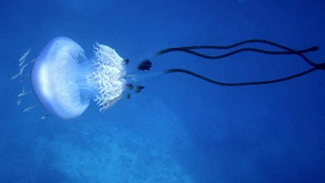 rhizostoma-luteum-644x362