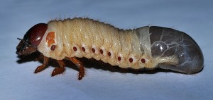larva_escarabatRinoceront_15Gen