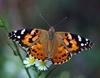 painted-lady-butterfly