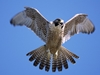peregrinefalconkk