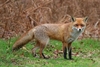 renard01