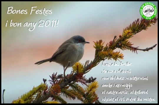 festesgnf