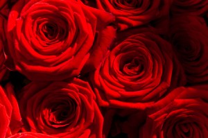 roses102