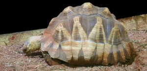 La tortuga de Madagascar