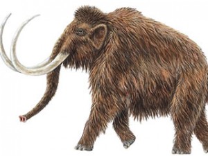 Els mamuts tenien sang "anticongelant"