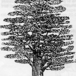 bolet-parasit