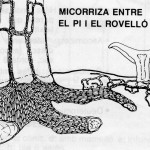 bolet-simbiosi