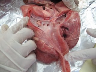 disseccio-dels-pulmons-de-xai