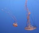 jellyfish-monterey-2003-08.jpg