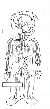 circulatori