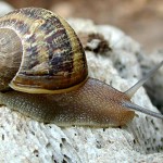 caracolpomes