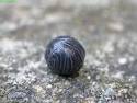 images-21
