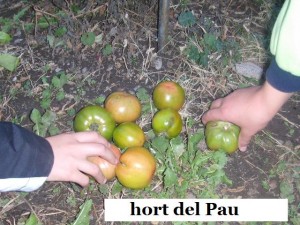 tomates-pau