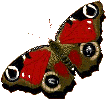 papillon_037