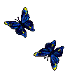 papillon_038