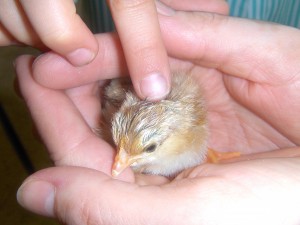 Els pollets tenen un plomisol molt suau