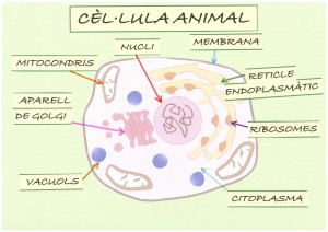 CEL_LULA ANIIMAL