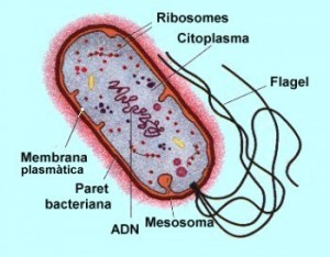 bacteri