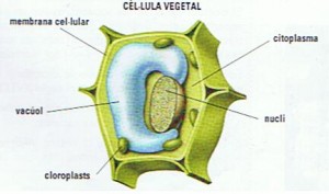 celula-vegetal-003