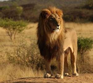 Divendres anirem d'excursió al Zoo!!!