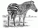 zebra1.gif