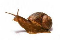 caracol.jpg