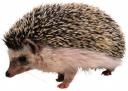 hedgehog.jpg