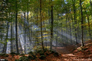 fageda