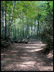 la_fageda_de_n_jord62820
