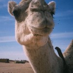 camel1
