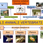 vertebrats