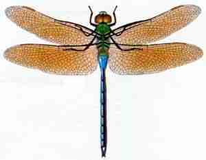 libellulas
