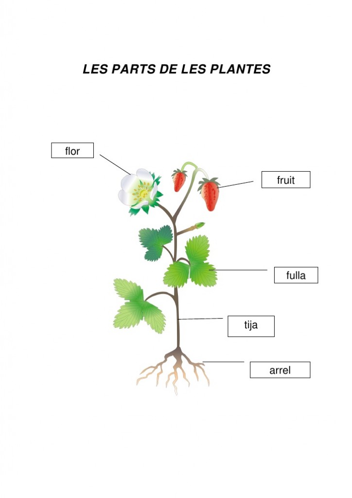 les-plantes-parts-3-728