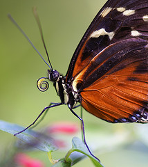 mariposa