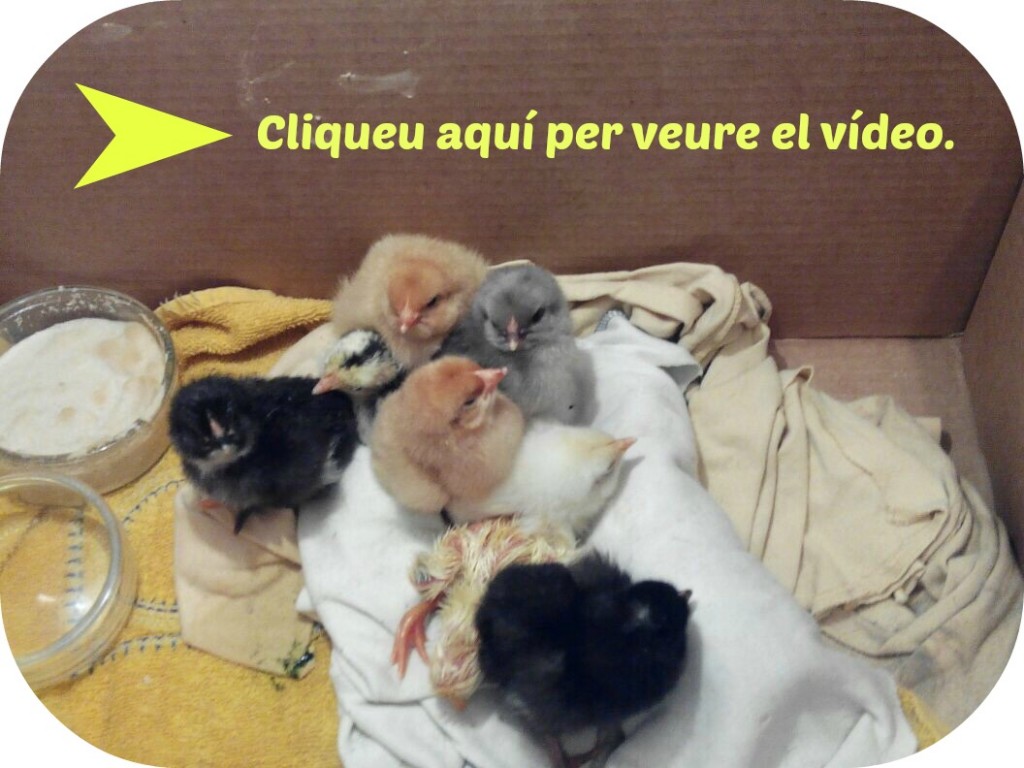 caràtula vídeo