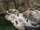 cambiar-tamanocopia-de-zoo9.jpg