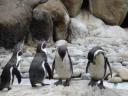 cambiar-tamanozoo10.jpg