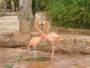 cambiar-tamanozoo13.jpg