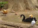 cambiar-tamanozoo16.jpg