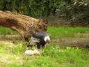 cambiar-tamanozoo18.jpg